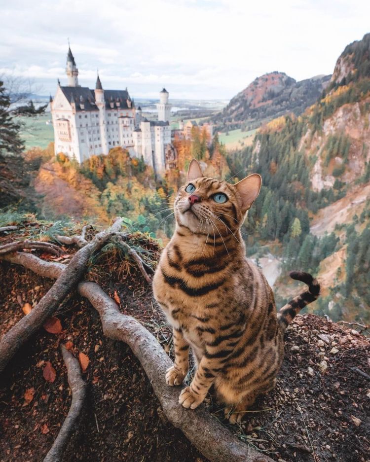 Neuschwanstein Castle and cat Neuschwanstein Castle and cat